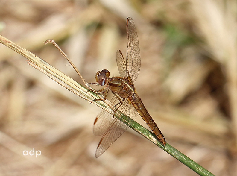 Broad Scarlet female (Crocothemis erythraea) Algarve, Alan Prowse - IMG_0003qt 800c BSc f VM.jpg IMG_0003qt 800c BSc f VM.jpg
